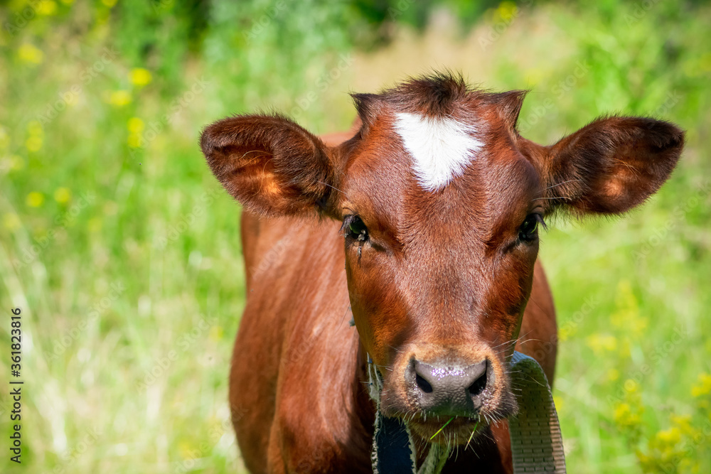 Head of a young cow, close-up. Cloven-hoofed animal. The wary look of a young bull.