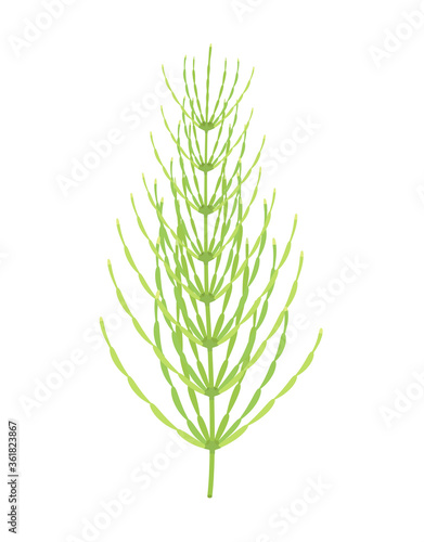 horsetail plant isolated on white, vector illustration photo