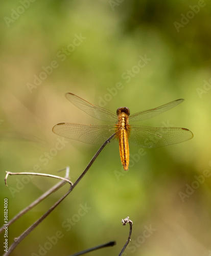 Yellow dragonfly resting on a twig 