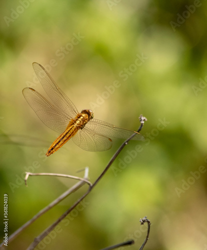 Yellow dragonfly in flight approaching a landing spot