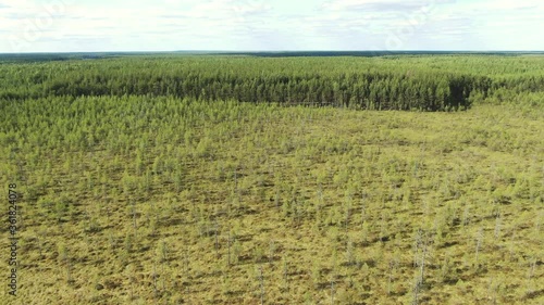 Swamp in the taiga, flight over the forest.