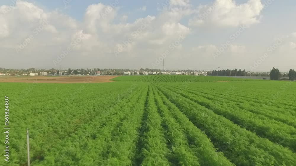 Carrot plantation aerial view on green vegetable field Carrot plantation aerial view on green vegetable field