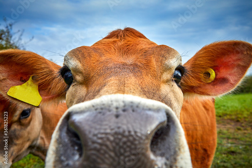 Tableau sur toile Close up image of Jersey cow head with shallow depth of field view