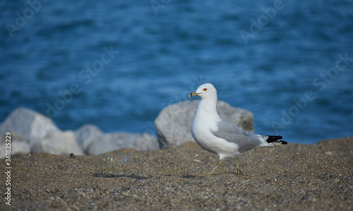 Pigeon on sand at beach with waves on water and rocks along shoreline