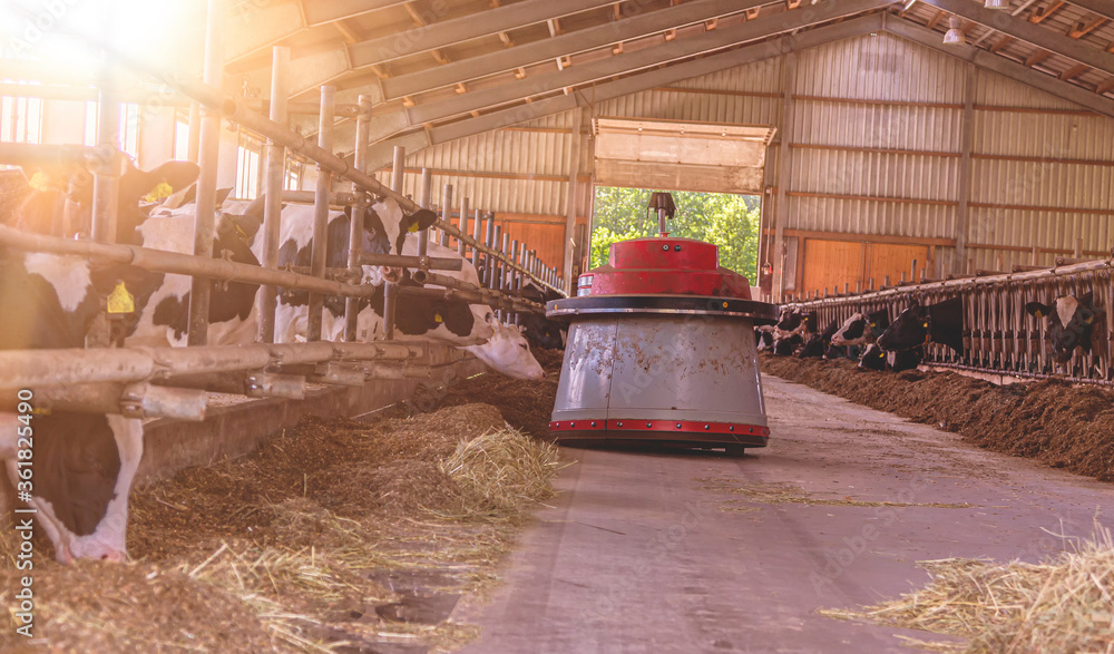 a feeding robot in a cowshed with many cows