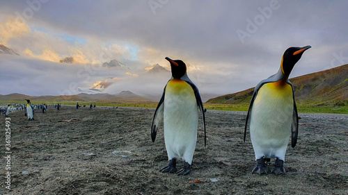 Two adult king penguins standing on grey sand beach with hills and mountains in the background peaking through clouds