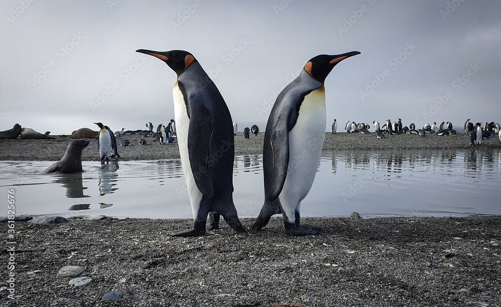 Obraz premium Two king penguins standing back to back with water, seals and lots more penguins in the background