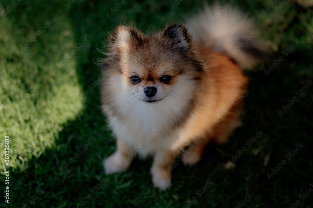 small cute purebred dog small cute purebred dog