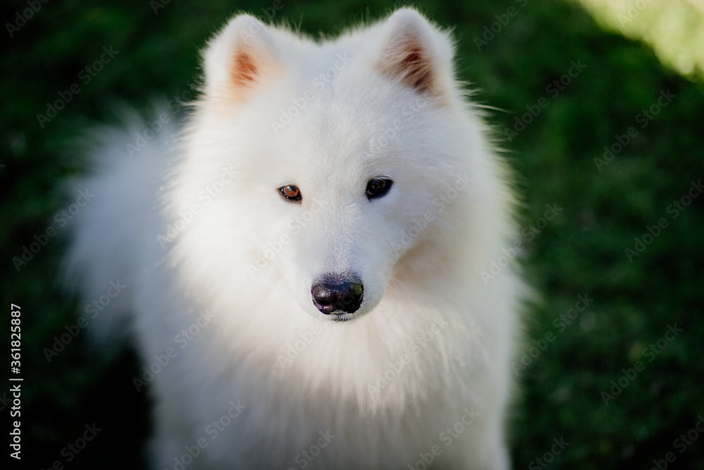 fluffy white purebred samoyed dog 