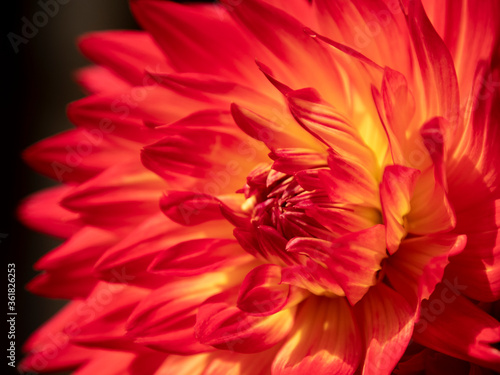 Close up of a dahlia flower with black background