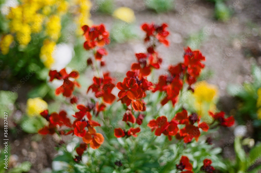 red flowers in the garden red flowers in the garden