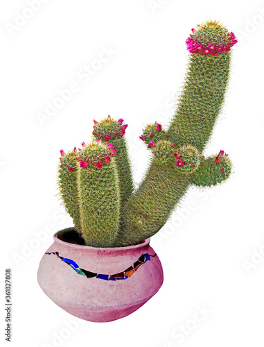 cactus with red flowers in pot