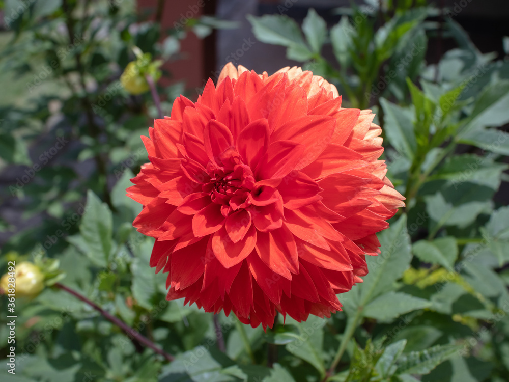 Large red flower of small petals, Dahlia pinnata, with green leafy background, Areal city, Rio de Janeiro state, Brazil Large red flower of small petals, Dahlia pinnata, with green leafy background, Areal city, Rio de Janeiro state, Brazil