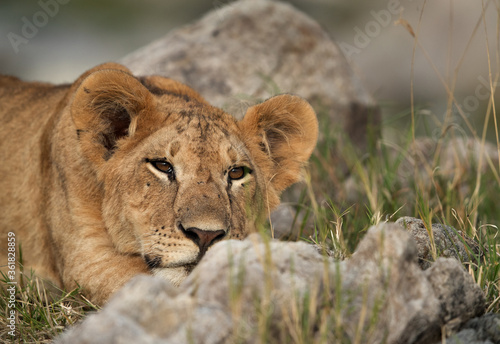 Lion cub relaxing in the mid of rocks  Masai Mara