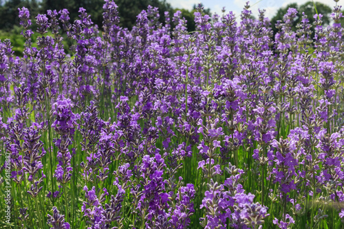 Bushes of blooming lavender.
