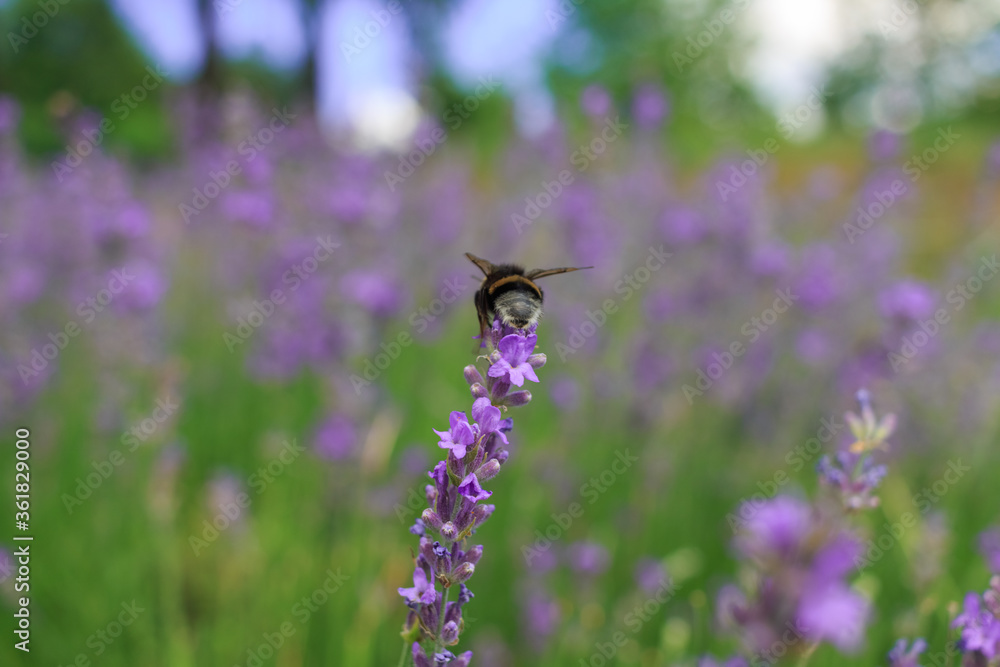 Bumblebee on a lavender flower. A close-up of a bumblebee. A closeup. Blurred background. Shallow depth of field photo. Bumblebee on a lavender flower. A close-up of a bumblebee. A closeup. Blurred background. Shallow depth of field photo.