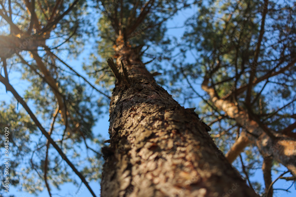Fototapeta premium Bottom view of a tree trunk. The trunk of the pine. Blurred background. Shallow depth of field photo.