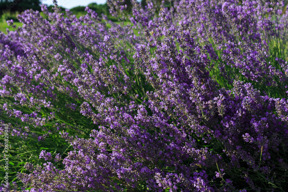 Fototapeta premium Bushes of blooming lavender.