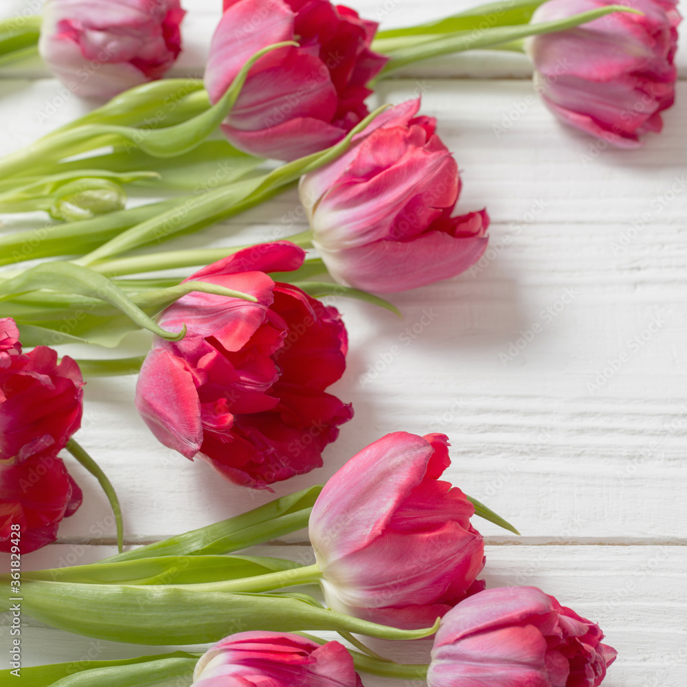 red tulips on white wooden background red tulips on white wooden background