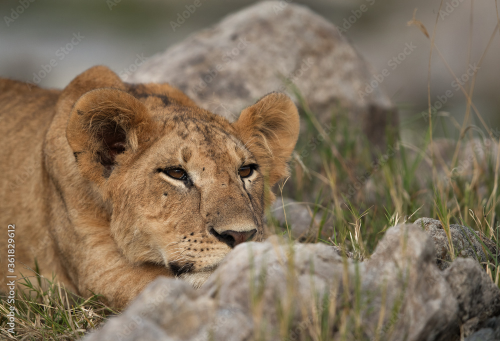 Lion cub in the mid of rocks, Masai Mara Lion cub in the mid of rocks, Masai Mara