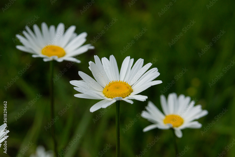 Macro of white camomiles on a green garden background Macro of white camomiles on a green garden background