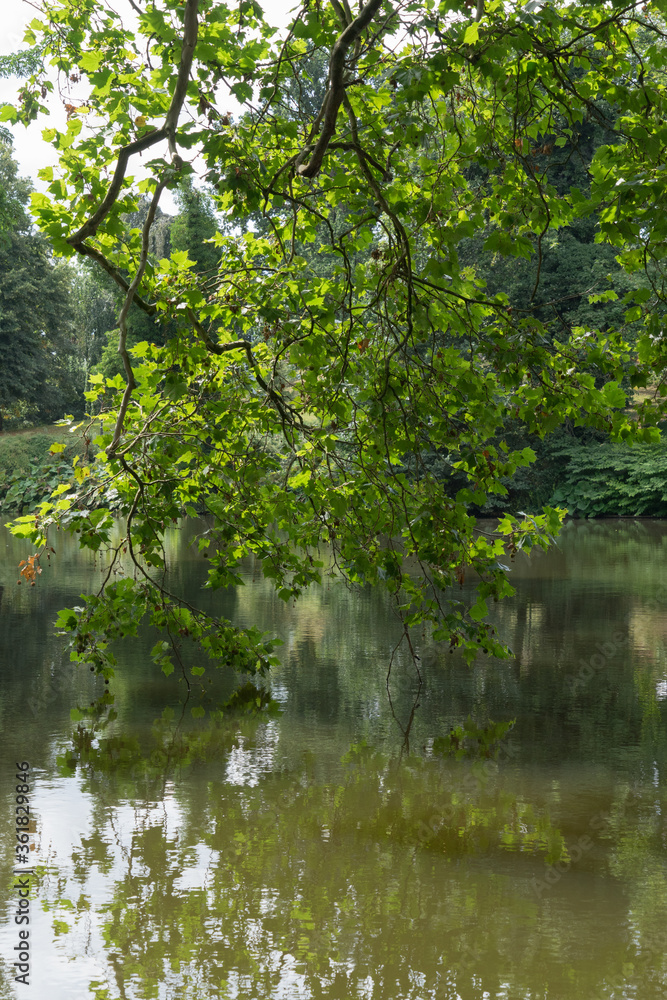 Teich, umrandet von frischen grünen Blättern und Gras in einer grünen Parklandschaft mit verschiedenen Bäumen Teich, umrandet von frischen grünen Blättern und Gras in einer grünen Parklandschaft mit verschiedenen Bäumen