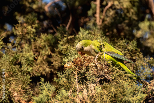 Argentine parrot (Myiopsitta monachus) perched on a tree branch.