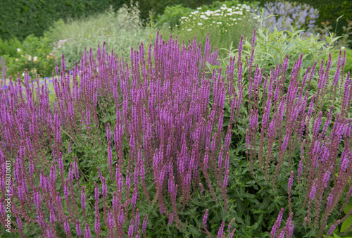 Photography Summer Flowering Purple Balkan Clary Flowers (Salvia nemorosa 'Amethyst')  Growi