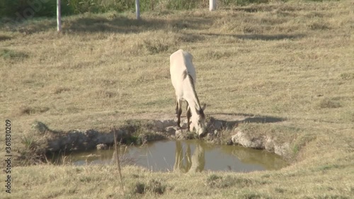 Cavalo bebendo água em um pequeno lago + paisagem bonita photo