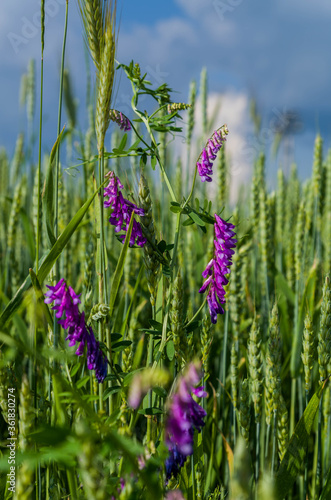 Purple flowers in grain