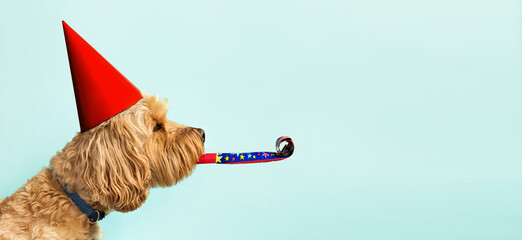 Dog celebrating with red party hat and blow--out