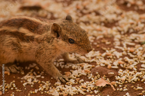 chipmunk on the ground