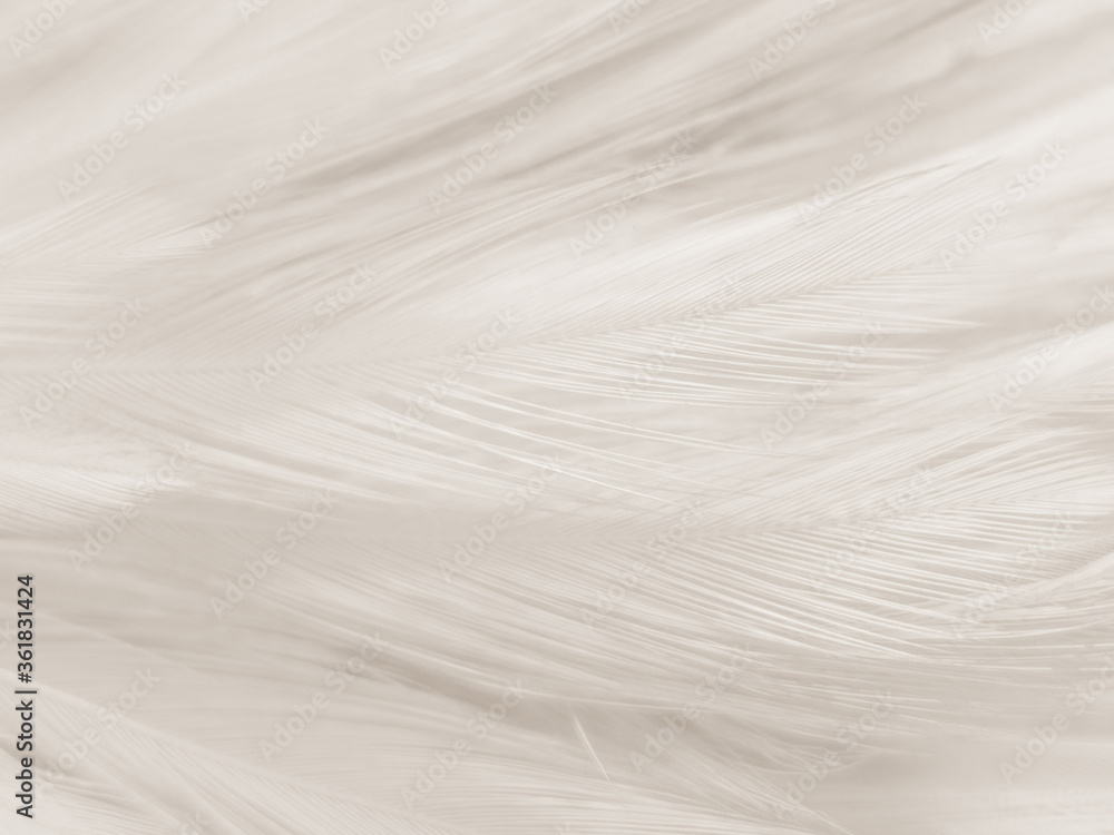 Obraz premium Beautiful abstract gray and white feathers on white background, soft brown feather texture on white pattern background, gray feather background