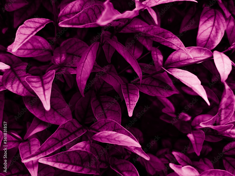 Beautiful abstract color blue and purple flowers on dark background and purple graphic pink flower frame and pink leaves texture, purple background, colorful graphics banner, purple leaves Beautiful abstract color blue and purple flowers on dark background and purple graphic pink flower frame and pink leaves texture, purple background, colorful graphics banner, purple leaves