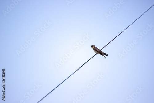 bird on a rope