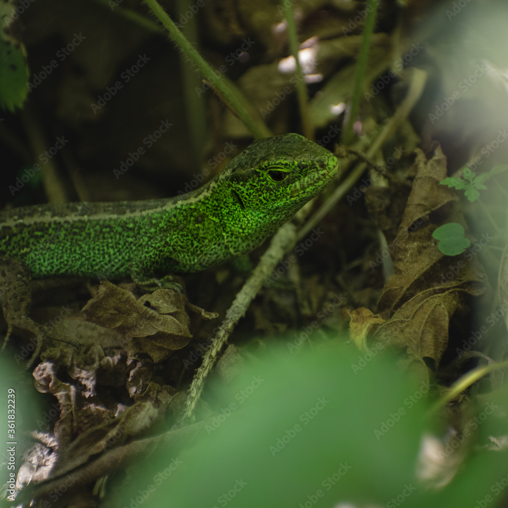 Obraz premium Zauneidechse