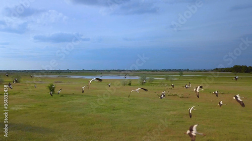 Wild Bird life in the natural environment. White storks fly over green fields. The view from the flying drone. Ukrane. © sergeyxsp