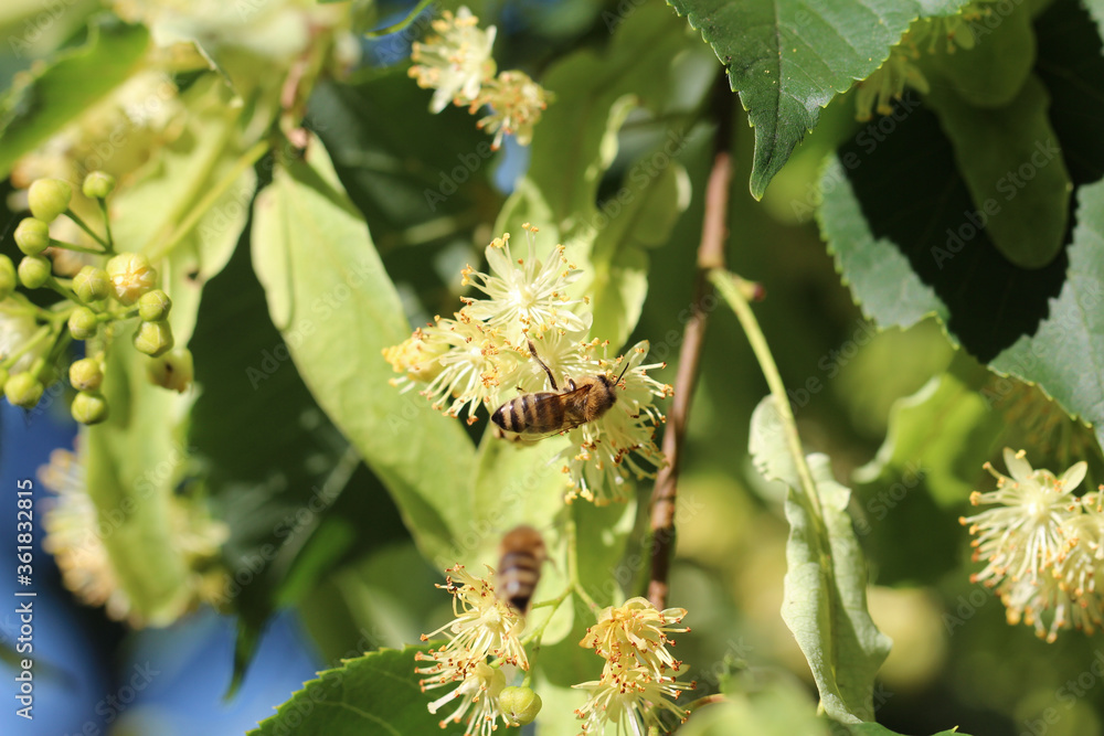 Obraz premium Bienen sammeln Pollen auf Lindenblüten