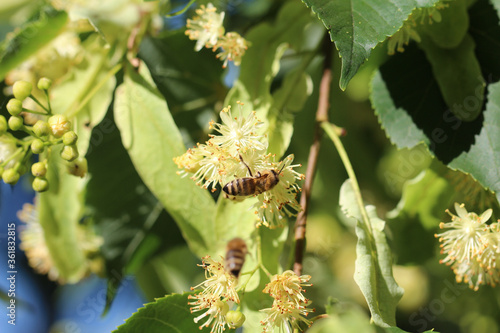 Bienen sammeln Pollen auf Lindenblüten