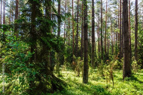 Fototapeta Naklejka Na Ścianę i Meble -  Słoneczny letni dzień w Puszczy Knyszyńskiej na Podlasiu, Polska