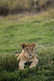 Lion cub relaxing on the green grass, Masai Mara