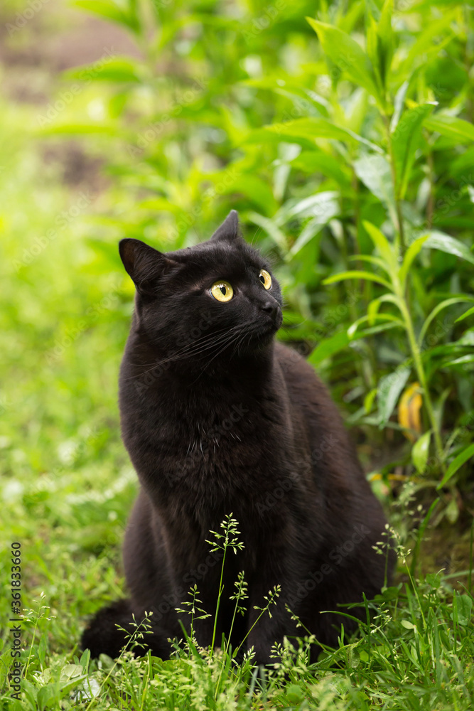 Cute bombay black cat with yellow eyes and attentive look sits in green grass in summer nature and looks up