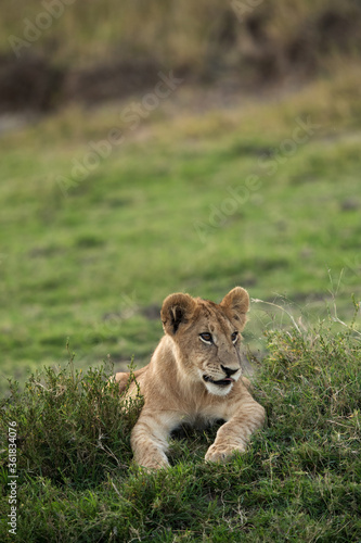 Lione cub on the grass, Masai Mara