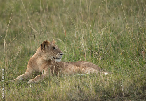 Lion cub relaxing, Masai Mara