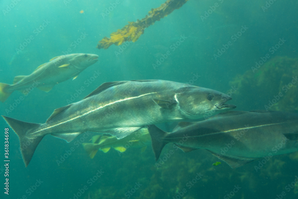 Sea Cod fishes under water, Norway Sea Cod fishes under water, Norway
