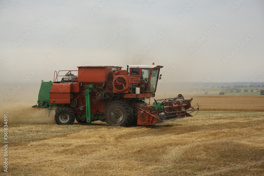 Fototapeta premium Harvester in the field harvests grain crops. Ukraine