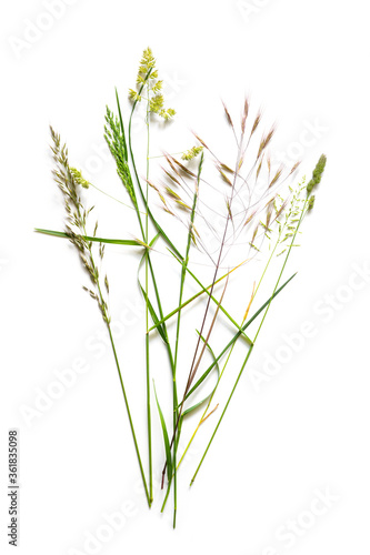 bouquet from beautiful wild grasses like dactylis, brome and reyegrass isolated on a white background with copy space