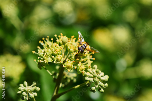 Close up from a hornet mimic hoverfly (Volucella zonaria) on ivy blossoms. © Mickis Fotowelt