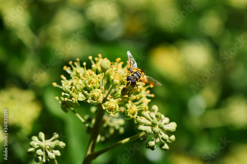 Close up from a hornet mimic hoverfly (Volucella zonaria) on ivy blossoms.