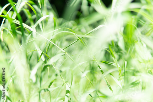 Blurred background of light green grass. Selective focus  front view.